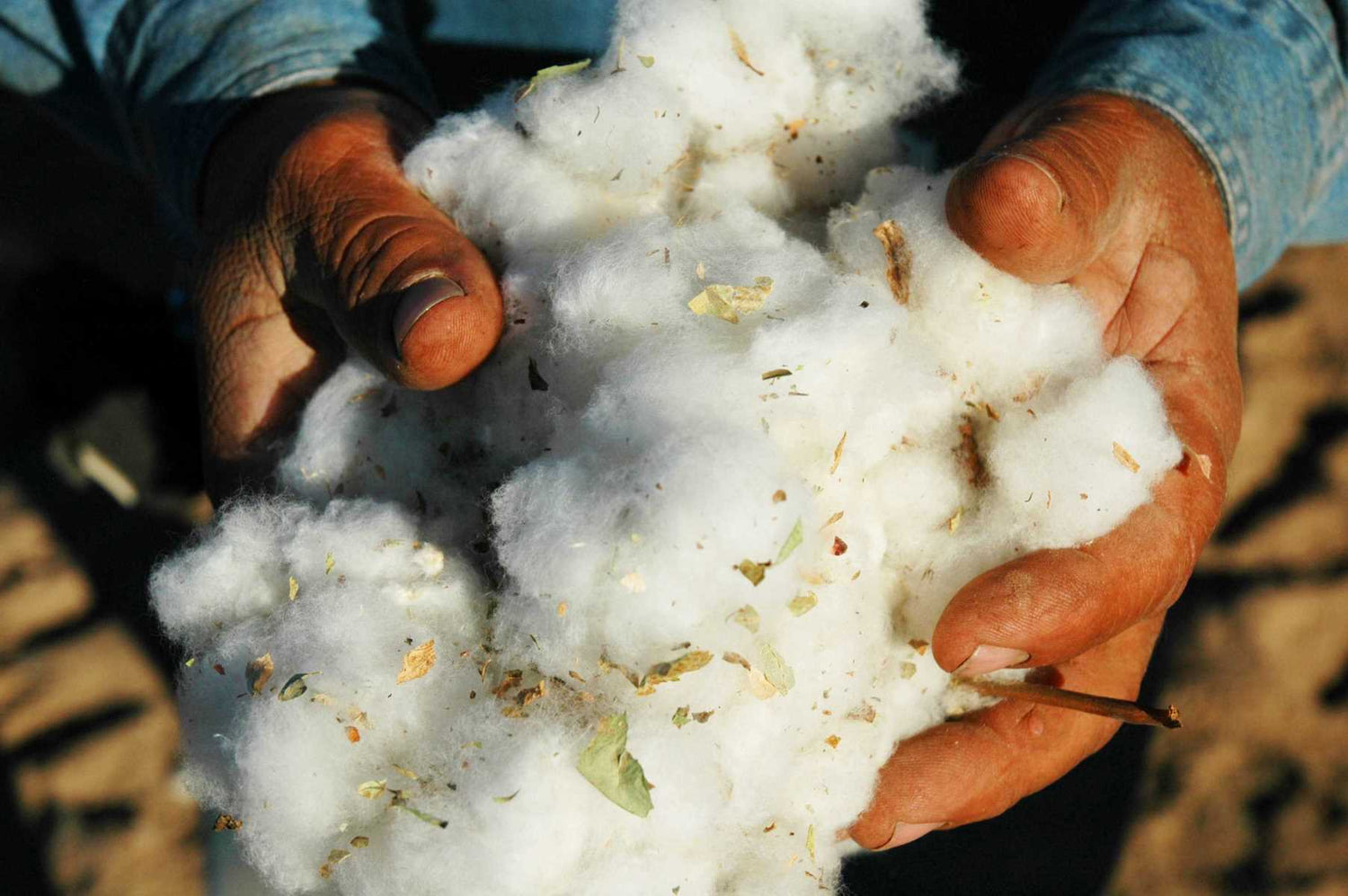 Nahaufnahme von Bio-Baumwolle in den Händen eines Arbeiters